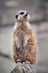 Erdmännchen ( Suricata suricatta ).