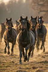  Brown horses gallop across a fog-kissed grassy expanse, dotted with trees in the background