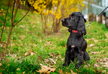 A black dog of the English cocker spaniel breed is sitting in the green grass on the background of the park. The dog turned its head to the side. The dog has a hairstyle. The photo is blurred