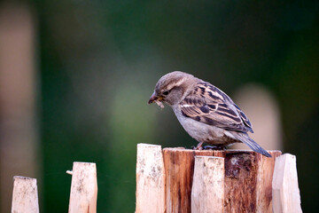 Haussperling ( Passer domesticus ) – auch Spatz oder Hausspatz.