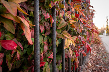 Fall foliage and wrought iron fence