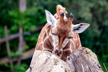 Rothschildgiraffe ( Giraffa camelopardalis rothschildi ).