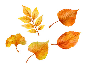 Watercolor set of autumn leaves. Fall leaf illustration