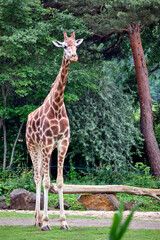 Rothschildgiraffe ( Giraffa camelopardalis rothschildi ).
