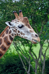 Rothschildgiraffe ( Giraffa camelopardalis rothschildi ).