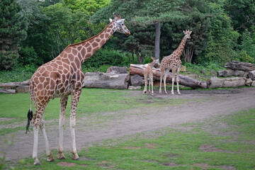 Rothschildgiraffe ( Giraffa camelopardalis rothschildi ).