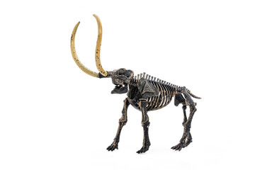 Ancient prehistoric animals fossil. Mammoth skeleton isolated on white.