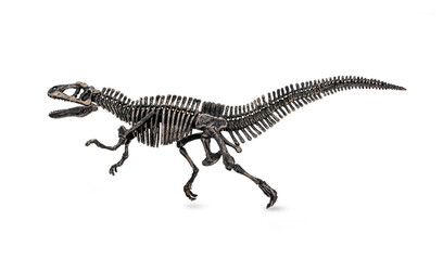 Dinosaur fossil. Acrocanthosaurus skeleton. isolated on white background. © Panupong