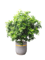 Plant for house decoration, green lush plant in beautiful pot, isolated on transparent background.