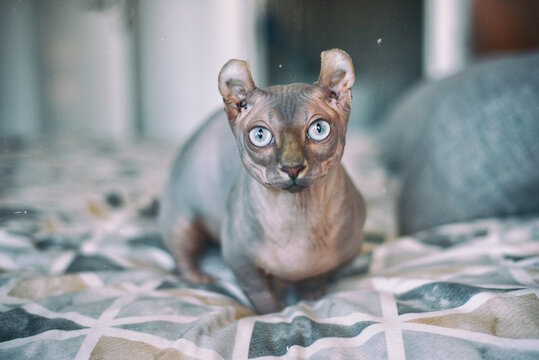 gato egipcio, sphynx, esfinje, gato elfo