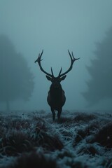 Naklejka premium A deer, boasting large antlers, stands amidst a foggy field Trees loom in the background, while grass covers the foreground