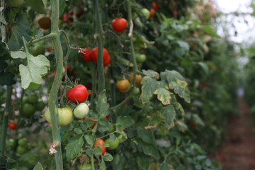 Close up shot of organic tomatoes growing on a stem. Local produce farm. Copy space for text, background.