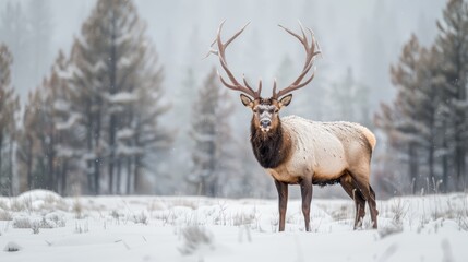  A large elk stands in a snow-covered field, surrounded by tall trees The ground is dusted with snow