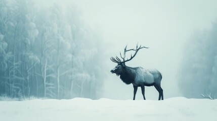  A large elk stands in a snow-covered field, surrounded by tall trees against a foggy backdrop