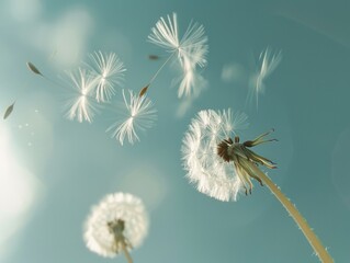 A delicate dandelion with fluffy seeds dispersing in the air, often used for spring and outdoor themes