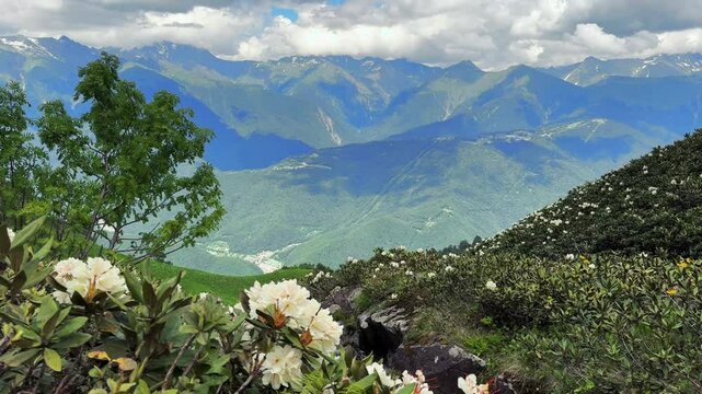 Flowers of rhododendron in caucasus mountains. Stream, mountain tops and clouds on blue sky 