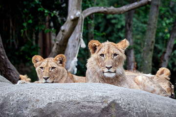Löwe ( Panthera leo ).