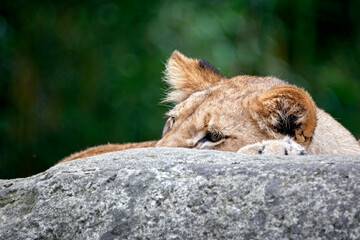 Löwe ( Panthera leo ).