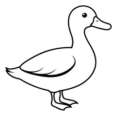 Stunning Canvasback Vector Illustration