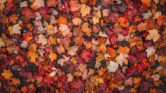 Autumn fall background leaf maple red pattern texture orange brown tree nature ground foliage november october dry yellow color. Forest wood leaf fall autumn background wallpaper garden.