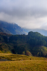 Horses grazing around a pool of water in the foothills of the Drakenberg mountains, Kwa-Zulu Natal, South Africa