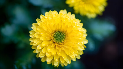 Chrysanthemum morifolium also known as florist's daisy and hardy garden mum.
