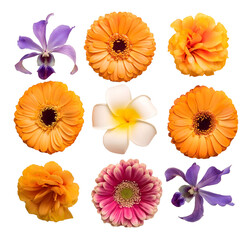Tropical Flower Arrangement With Gerberas and Orchids on a White Background