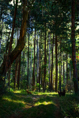 Taking the dogs for a walk in a forest ,  Natal Midlands, Kwa-Zulu Natal, South Africa