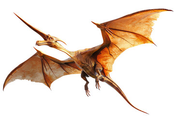 Naklejka premium Illustration of a flying pterodactyl with wings spread wide, showcasing its prehistoric features against a white background.