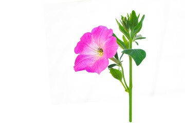 beautiful petunia flower isolated on white background.
