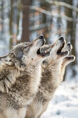 Fototapeta premium Two wolves standing together atop a snow-laden field, surrounded by trees in the backdrop