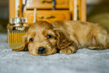 Cocker spaniel puppy near the jewelry box. Cute bejeweled puppy.