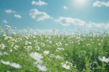 Fototapeta premium Field of Wild Daisies under a Sunny Sky