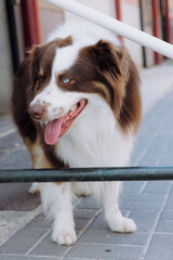 border collie dog