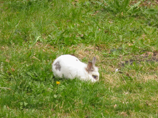 rabbit on the grass