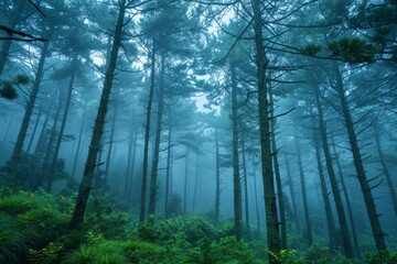 Fototapeta premium Misty Pine Forest Morning