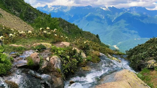 fast caucasus mountain tide. Flowers of rhododendron, Green mountain tops and clouds on blue sky 