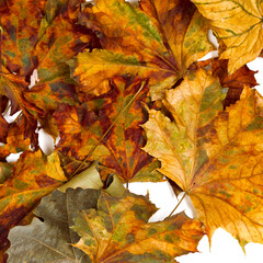 Autumn dried maple leafs