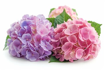 Hydrangea Flowers on White Background