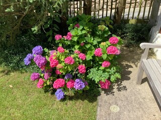 Hortensienbusch mit mehrfarbigen Blüten an nur einem und demselben Busch 