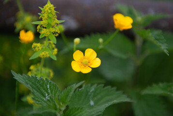 Fototapeta premium Wild blühende gelbe Blumen