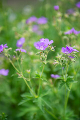 Violett blühende Wildblumen
