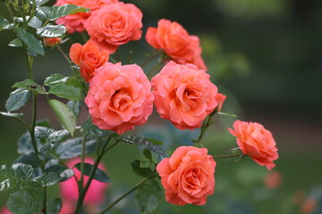 Beautiful orange rose on a green background. Close up.