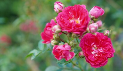 a close-up of pink roses in an inflorescence on a branch of a climbing rose of the Flamentanz variety on a branch among green leaves decorates a garden fence made of mesh in summer