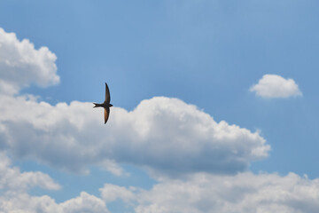 Black swift in the morning sky, flight of black swift on the background of blue morning sky, silhouette of a bird in sunlight on the background of the sky