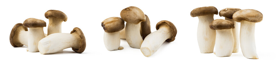 king oyster mushroom set with a shadow, studio shoot, isolated on white background