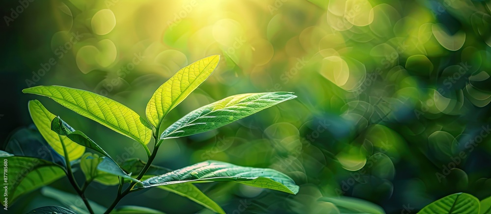 Poster lush green leaf against a blurred garden backdrop with copy space image for an eco friendly and fres