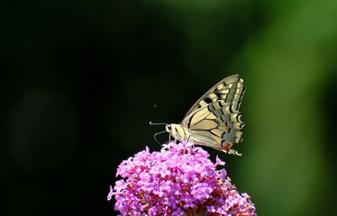 Schwalbenschwanz Schmetterling