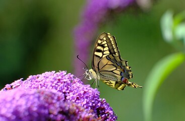 Schwalbenschwanz Schmetterling