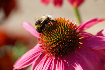 Bumblebee with pollen on a purple emperor.